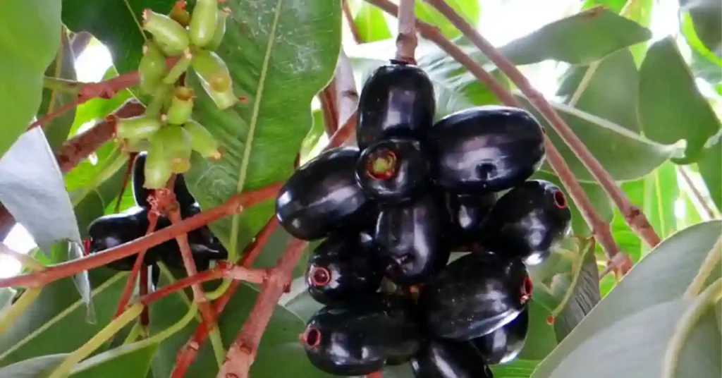 Home Remedies For Menstruation: माहवारी के लिए आयुर्वेदिक औषधि 2 Home Remedies For Menstruation