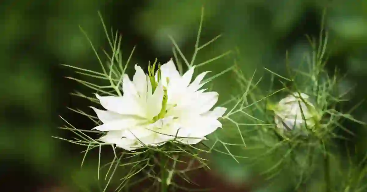 Home Remedies For Stones