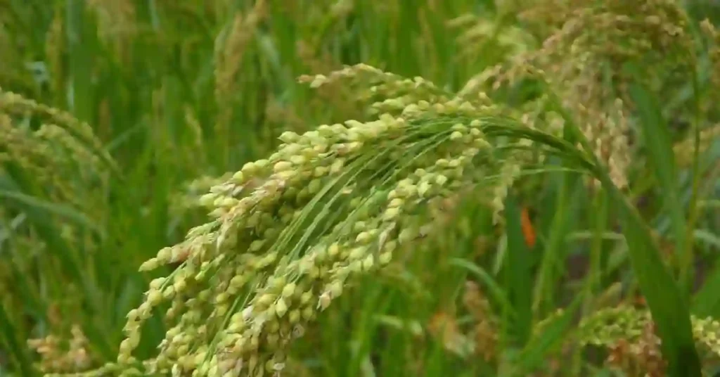 Millets Benefits in Hindi | Millets के फायदे, उपयोग और नुकसान 3 Benefits of Millets in Hindi