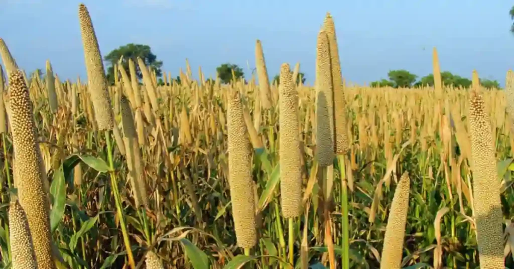 Millets Benefits in Hindi | Millets के फायदे, उपयोग और नुकसान 2 Benefits of Millets in Hindi