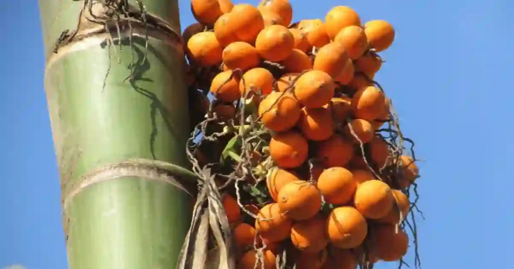 Home Remedies For Diarrhea: अतिसार के लिए आयुर्वेदिक औषधि 1 Home Remedies For Diarrhea