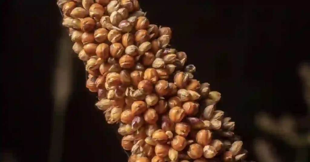 Millets Benefits in Hindi | Millets के फायदे, उपयोग और नुकसान 1 Millets Benefits in Hindi